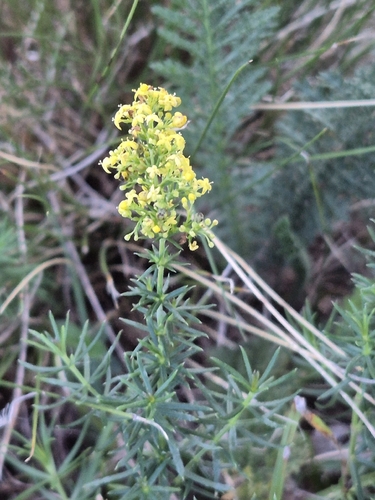 Lady's Bedstraw