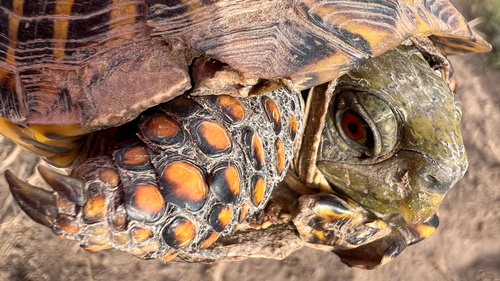 Ornate Box Turtle
