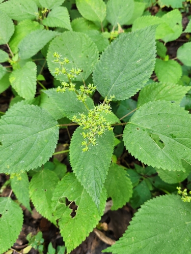 wood nettle