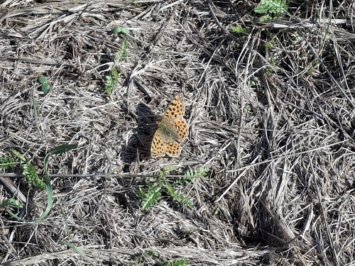 Queen of Spain Fritillary