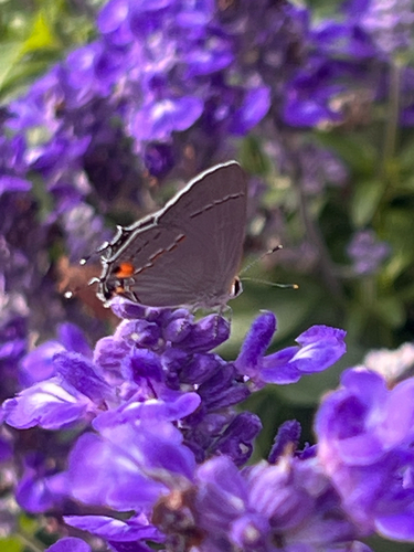 Gray Hairstreak