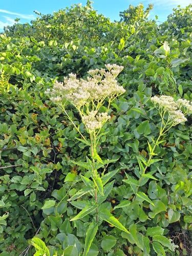 Eupatorium pilosum