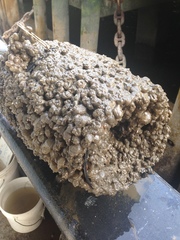 Molgula manhattensis