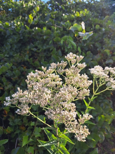 Eupatorium pilosum, photograph 2