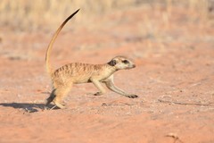 Meerkat photo 5