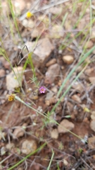 Leptosiphon bolanderi