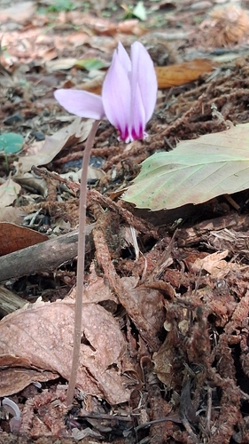 Ivy-leaved cyclamen