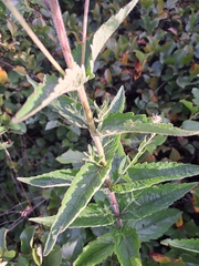 (c) Bob Schwartz, some rights reserved (CC BY) Eupatorium pilosum, photograph (c) Bob Schwartz, some rights reserved (CC BY)