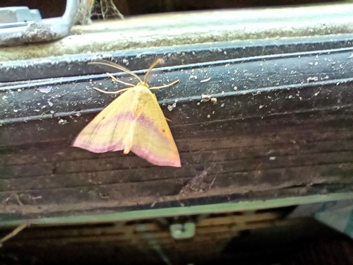 Chickweed Geometer Moth