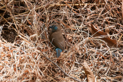 Uraeginthus bengalus