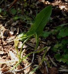 Arum hygrophilum