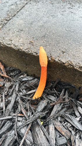 Wrinkly Stinkhorn