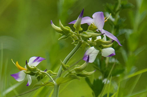 Exacum tetragonum observed 2026-09-19