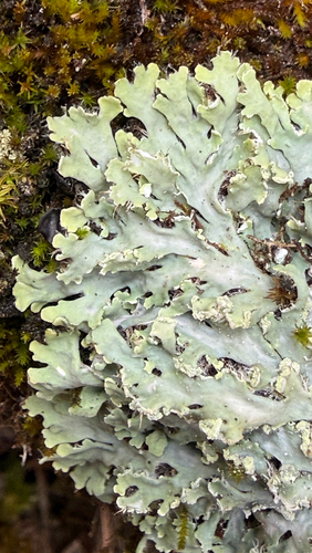 Powdered Fringe Lichen
