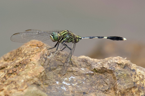 Slender Skimmer