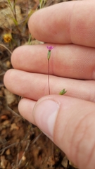 Leptosiphon bolanderi