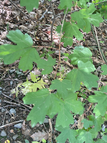 field maple