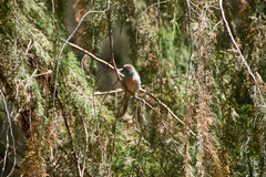 Uraeginthus bengalus