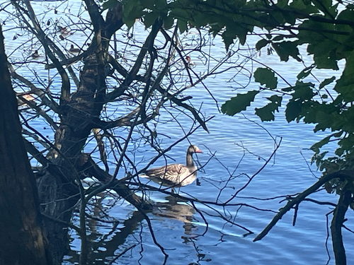 Greylag Goose