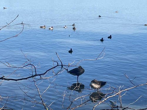 Eurasian Coot