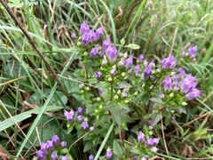 Gentianella quinquefolia