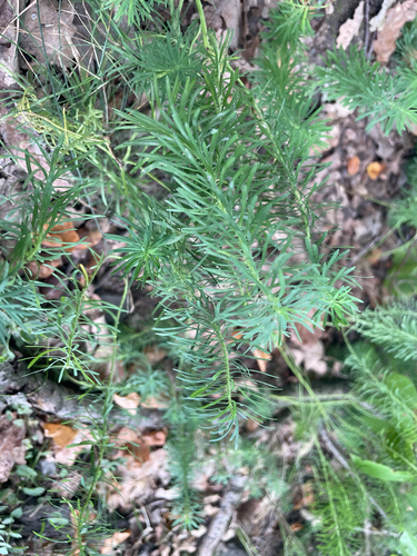 cypress spurge