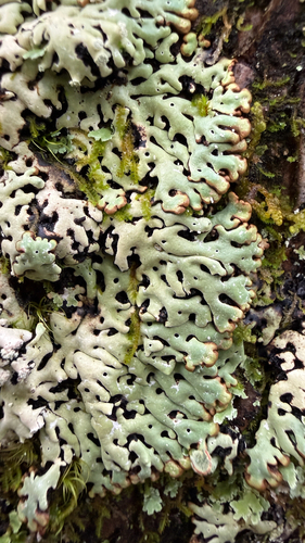 Port-hole Lichen