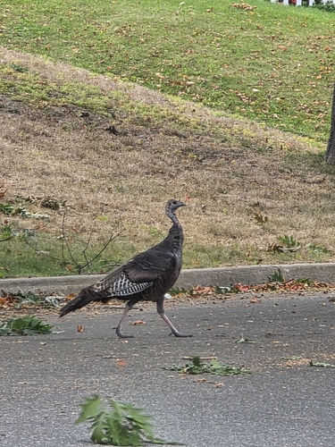 Wild Turkey