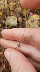 Leptosiphon bolanderi