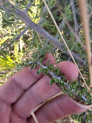 Condalia viridis, photograph (c) Cleveland Powell, some rights reserved (CC BY)
