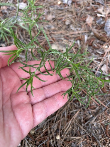 Pityopsis falcata