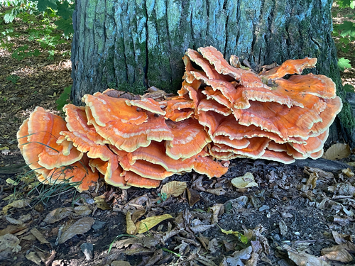 chicken of the woods