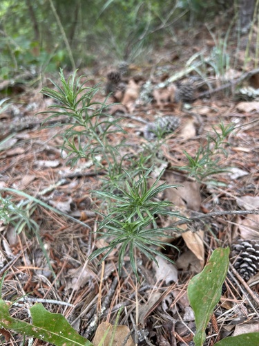 Pityopsis falcata, photograph 2