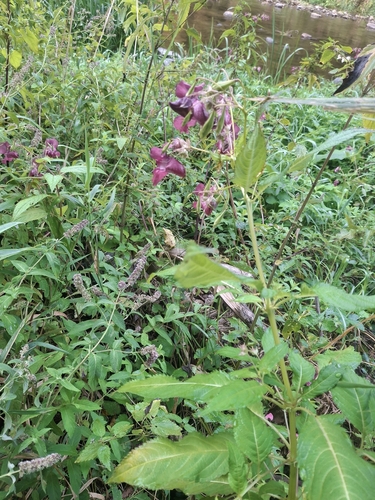Himalayan balsam
