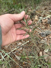 (c) Bonnie Semmling, some rights reserved (CC BY) Pityopsis falcata, photograph (c) Bonnie Semmling, some rights reserved (CC BY)
