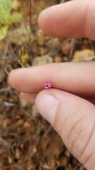 Leptosiphon bolanderi