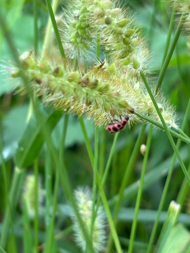 Spotted Pink Lady Beetle