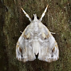 Glaphyria basiflavalis