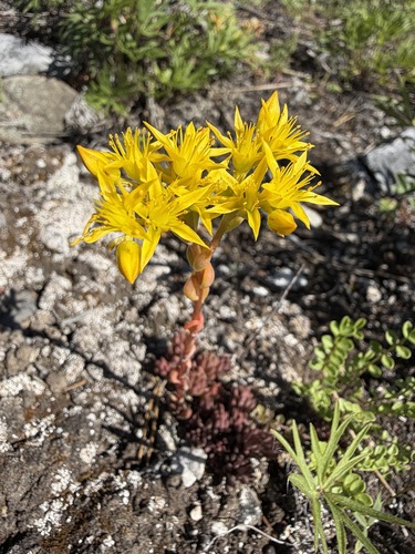 Sedum lanceolatum, photograph 2