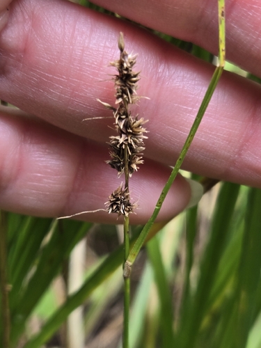 Carex vulpinoidea observed 2026-09-20