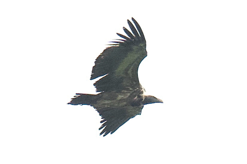Indian Vulture