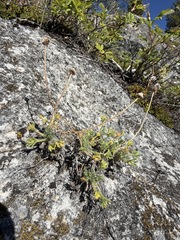 Erigeron compositus