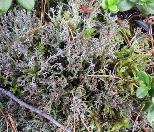 many-forked cladonia