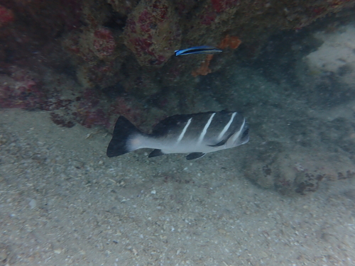 Plectorhinchus playfairi observed 2026-09-19