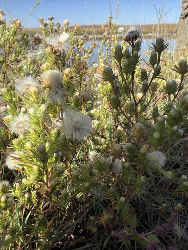 rayless annual aster