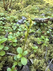 Corallorhiza trifida, photograph (c) Matt Berger, some rights reserved (CC BY)