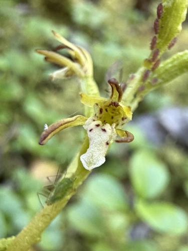 Corallorhiza trifida, photograph 4