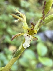 Corallorhiza trifida, photograph (c) Matt Berger, some rights reserved (CC BY)