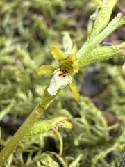 Corallorhiza trifida, photograph (c) Matt Berger, some rights reserved (CC BY)