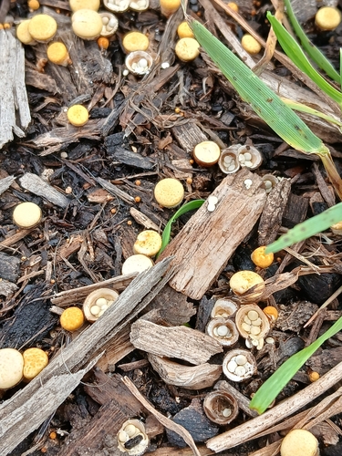 common bird's nest fungus
